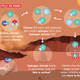 Graphic of the proposed chlorine cycle on Mars.